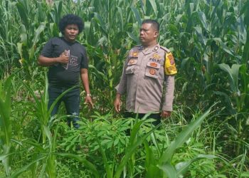 Dukung Ketapang, Bhabinkamtibmas Polsek Siantar Martoba Hadir di Lahan Tanaman Jagung.