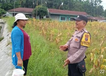Dukung Ketapang, Polsek Siantar Marihat Sambangi Warganya Di Lahan Jagung.