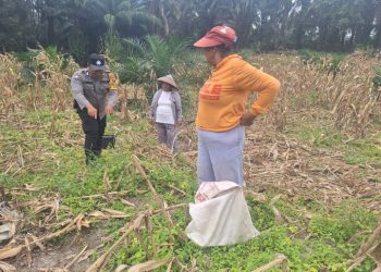 Dukung Swasembada Pangan, Polsek Siantar Marihat Bersama Warga Panen Jagung.