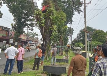 Perantingan Pohon di Pinggir Jalan Asahan Berlanjut : Antisipasi Kecelakaan di Jalan.