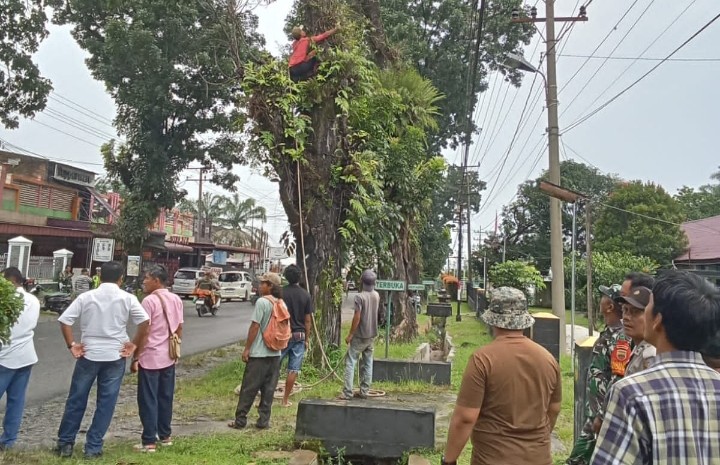 Perantingan Pohon di Pinggir Jalan Asahan Berlanjut : Antisipasi Kecelakaan di Jalan.