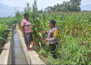Bhabinkamtibmas Polsek Siantar Marihat Sambangi Warga Binaan di Perladangan Jagung.