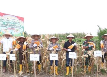 Kapolri Zoom Call Panen Jagung, Polres Simalungun Gelar Panen Raya Serentak 12 Hektar, Jenderal Listyo : "Polri Penggerak Ekonomi Petani".