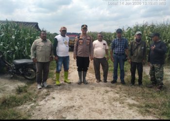 Kapolsek Tanah Jawa Cek Lahan Jagung 50 Hektare PTPN IV Jelang Panen Raya Februari.