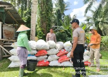 Kapolsek Tanah Jawa Turun Langsung Panen Jagung, 35 Goni Hasil Dari 6 Rante Lahan Polsek, Dukung Ketahanan Pangan.