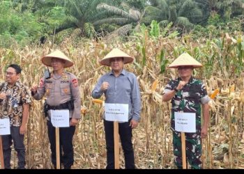 Ketua Komisi II DPRD Pematangsiantar Hendra Pardede Hadiri Panen Jagung.