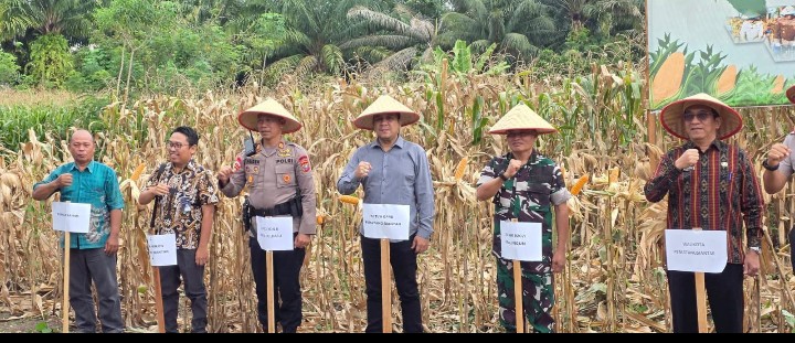 Ketua Komisi II DPRD Pematangsiantar Hendra Pardede Hadiri Panen Jagung.