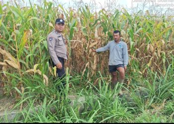 Dukung Ketapang, Bhabinkamtibmas Polsek Siantar Marihat Sambangi Warga Binaan.