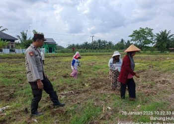 Bhabinkamtibmas Polsek Serbalawan Dampingi Warga Tanam Jagung Manis di Bahung Huluan, Dorong Ketahanan Pangan & Kamtibmas.