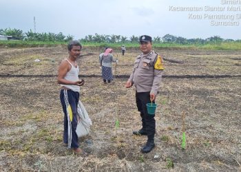 Bhabinkamtibmas Polsek Siantar Marihat Sambangi Warganya Tanam Jagung.