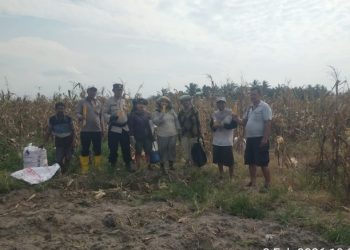Program 1 Polisi 1 Ha Polres Simalungun Panen Raya Jagung 30 Rante, Dukung Ketahanan Pangan 100 Hari Kerja Presiden.