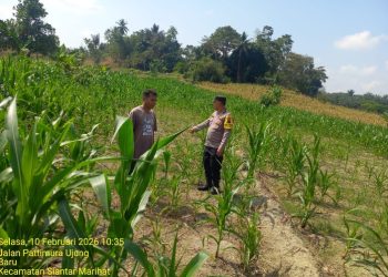 Bhabinkamtibmas Polsek Siantar Marihat Monitoring Lahan Jagung Warga Binaan.