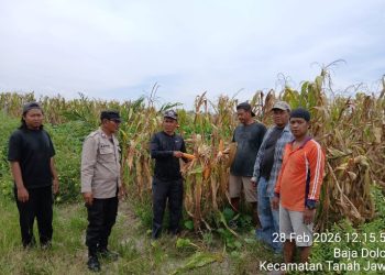 Bhabinkamtibmas Polsek Tanah Jawa Cek Lahan Jagung Ketahanan Pangan, Panen Senin Depan & Siap Dijual ke BULOG.