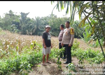 Bhabinkamtibmas Polsek Siantar Selatan Monitoring Perkembangan Tanaman Jagung Warga Binaan.