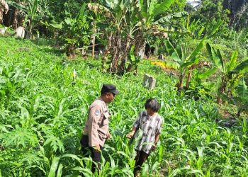 Bhabinkamtibmas Polsek Siantar Utara TinjauPerkembangan Tanaman Jagung Warga Binaan.