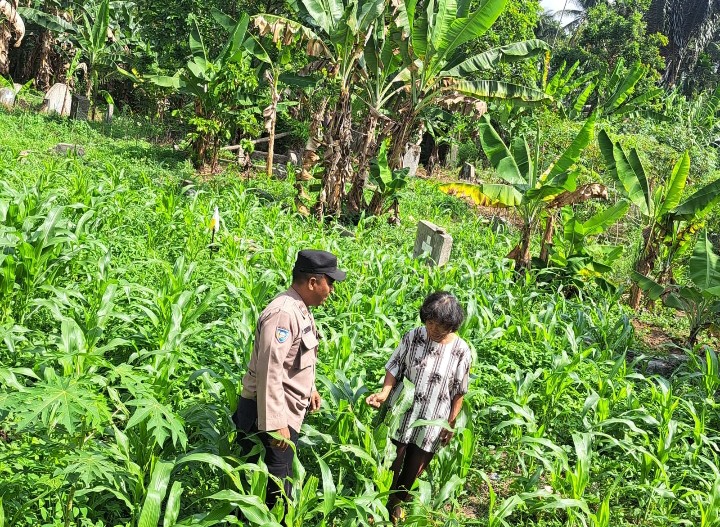 Bhabinkamtibmas Polsek Siantar Utara TinjauPerkembangan Tanaman Jagung Warga Binaan.