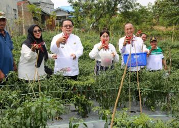 Wali Kota Pematangsiantar Wesly Silalahi, SH, MKn Panen Cabai Merah di Areal Perladangan, Lahan Seorang Petani di Komplek Perumahan Bukit Ono Lala, Kelurahan Bane Kecamatan Siantar Utara.