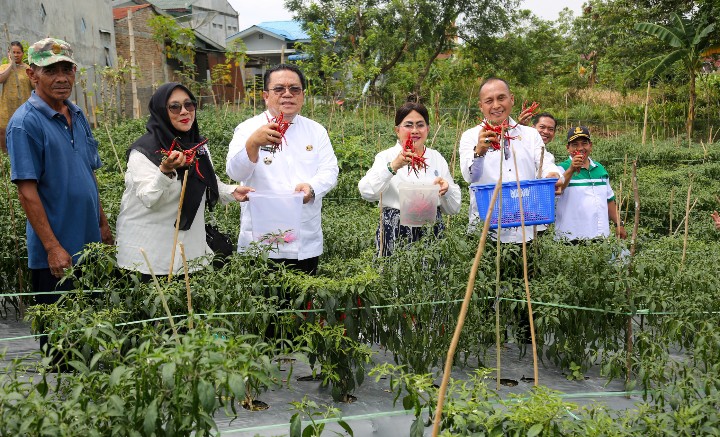 Wali Kota Pematangsiantar Wesly Silalahi, SH, MKn Panen Cabai Merah di Areal Perladangan, Lahan Seorang Petani di Komplek Perumahan Bukit Ono Lala, Kelurahan Bane Kecamatan Siantar Utara.