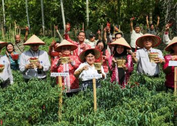 Wali Kota Pematangsiantar Wesly Silalahi, SH, MKn Panen Cabai Perdana Program Contract Farming di Kelurahan Setia Negara Kecamatan Siantar Sitalasari.