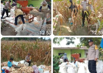 Dukung Ketapang, Bhabinkamtibmas Polsek Siantar Barat Monitoring Panen Jagung Warga Binaan.