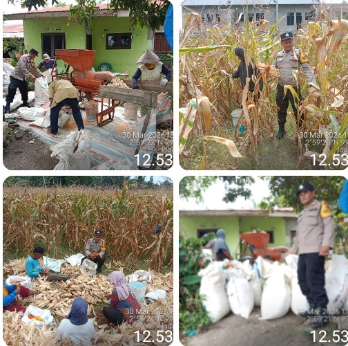 Dukung Ketapang, Bhabinkamtibmas Polsek Siantar Barat Monitoring Panen Jagung Warga Binaan.