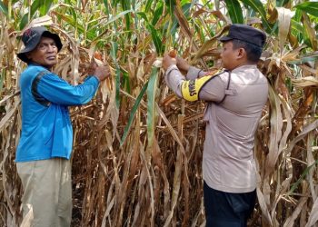 Bhabinkamtibmas Polsek Siantar Barat Panen Jagung Bersama Warga Binaan.