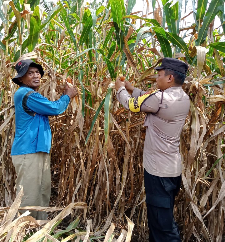 Bhabinkamtibmas Polsek Siantar Barat Panen Jagung Bersama Warga Binaan.
