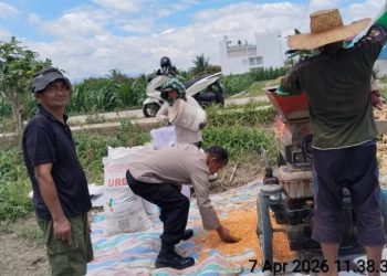 Dukung Ketapang, Polsek Siantar Marihat Monitoring Panen Jagung Warga Binaan.
