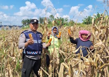 Bhabinkamtibmas Polsek Siantar Marihat Bersama Petani Binaan Panen Jagung.