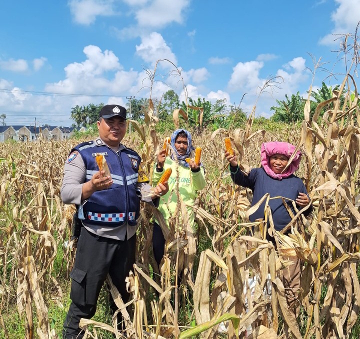 Bhabinkamtibmas Polsek Siantar Marihat Bersama Petani Binaan Panen Jagung.