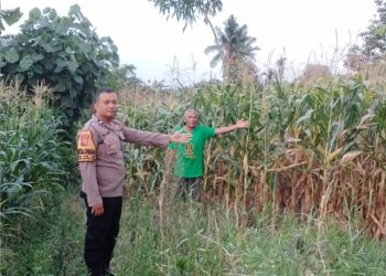 Bhabinkamtibmas Polsek Siantar Martoba Monitoring Ladang Jagung Warga Binaan di Jalan Sibatu Batu Blok III.