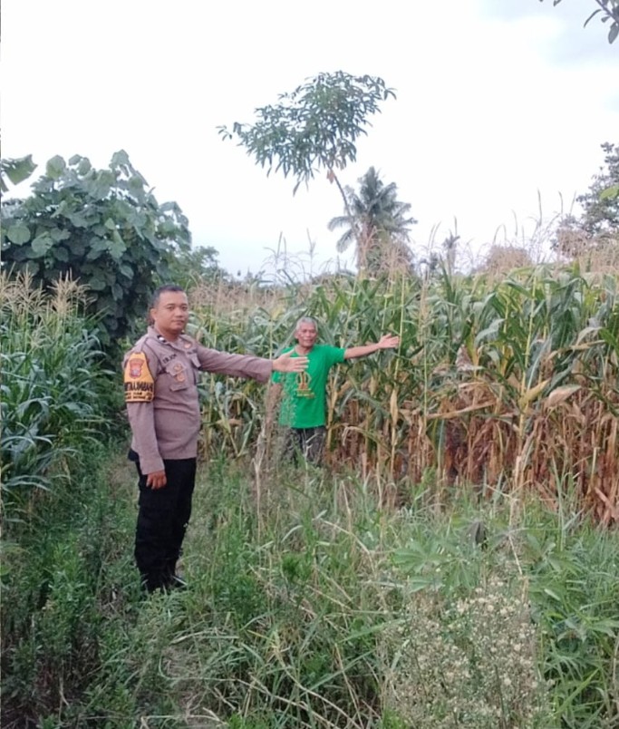 Bhabinkamtibmas Polsek Siantar Martoba Monitoring Ladang Jagung Warga Binaan di Jalan Sibatu Batu Blok III.
