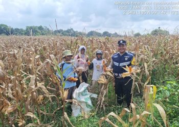 Dukung Ketapang, Bhabinkamtibmas Polsek Siantar Marihat Sambangi Warga Binaan Panen Jagung.