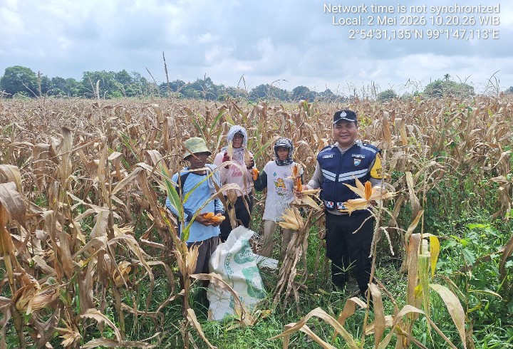 Dukung Ketapang, Bhabinkamtibmas Polsek Siantar Marihat Sambangi Warga Binaan Panen Jagung.