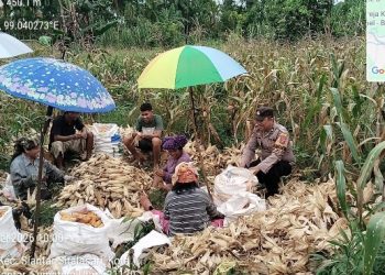 Bhabinkamtibmas Polsek Siantar Martoba Monitoring Panen Jagung di Jalan Hasil Tani.