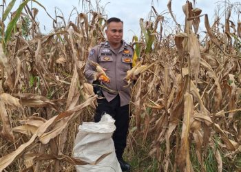 Bhabinkamtibmas Polsek Siantar Selatan Bersama Warga Binaan di Jalan Bendungan Ujung Panen Jagung.
