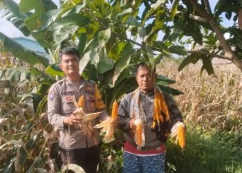 Bhabinkamtibmas Polsek Siantar Selatan Sambangi Petani Binaan Panen Jagung.