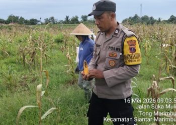 Dukung Ketapang, Bhabinkamtibmas Polsek Siantar Barat Hadir Bersama Petani Binaan Panen Jagung.
