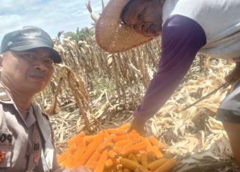 Bhabinkamtibmas Polsek Siantar Marihat Monitoring Petani Binaan Panen Jagung.