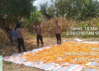 Dukung Ketapang, Kapolsek Siantar Utara Dampingi Petani Binaan Panen Jagung.