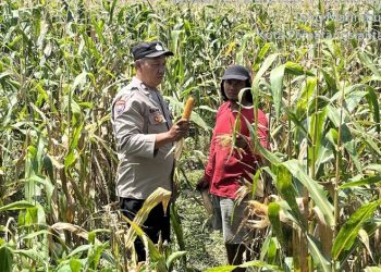 Polri Bersama Masyarakat, Polsek Siantar Barat Bersama Petani Binaan Panen Jagung.