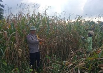Bhabinkamtibmas Panen Jagung Bersama Petani Binaan.