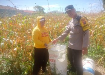 Bhabinkamtibmas Polsek Siantar Marihat Monitoring Panen Jagung Petani Binaan.