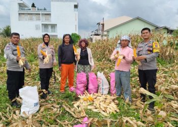 Kapolsek Siantar Selatan Panen Jagung Bersama Petani Binaan di Jalan Mandiri.