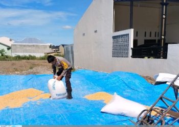 Dukung Ketapang, Kapolsek Siantar Selatan Bantu Petani Binaan Jemur Hasil Panen Jagung.