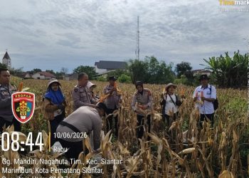 Kapolsek Siantar Selatan Bersama Personil Panen Jagung Bersama Petani Binaan.