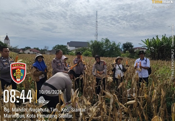 Kapolsek Siantar Selatan Bersama Personil Panen Jagung Bersama Petani Binaan.