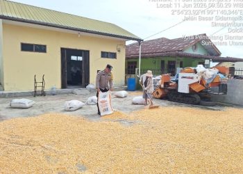 Bhabinkamtibmas Polsek Siantar Marihat Sambangi Petani Binaan Jemur Jagung.