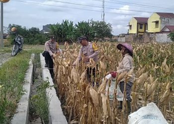 Bhabinkamtibmas Polsek Siantar Selatan Bersama Petani Binaan Panen Jagung.