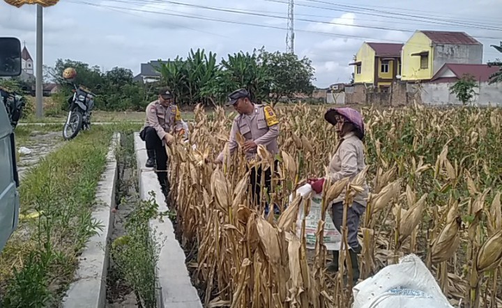 Bhabinkamtibmas Polsek Siantar Selatan Bersama Petani Binaan Panen Jagung.